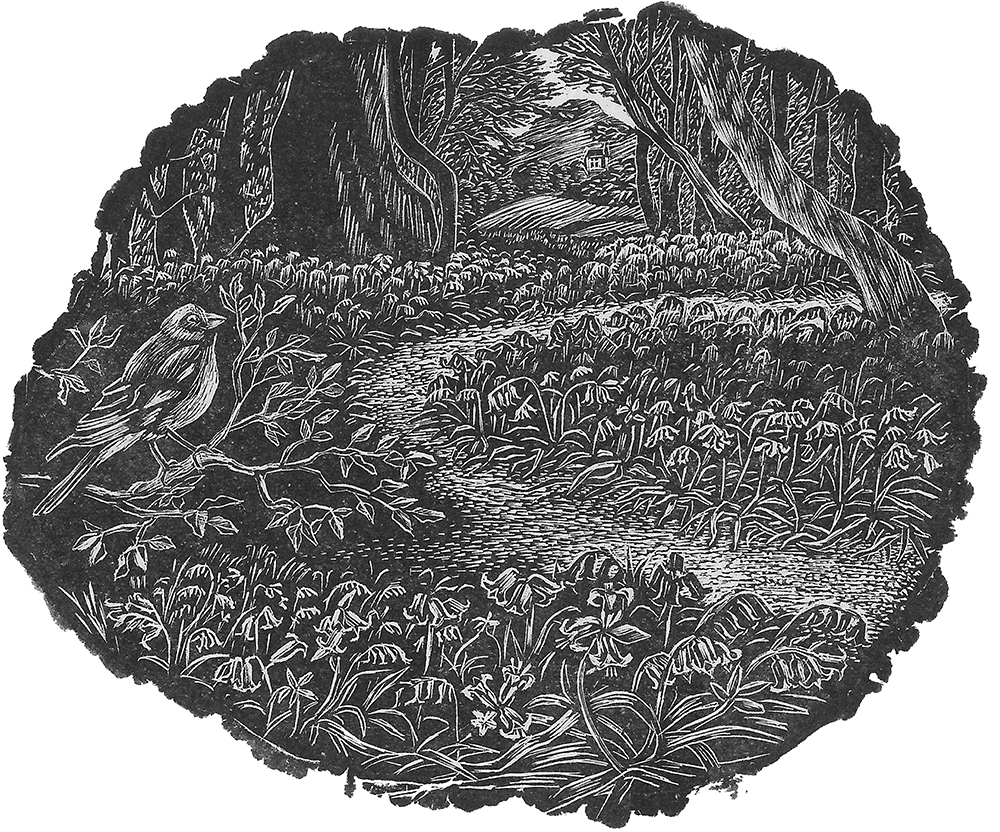 Cefn_Coed_Bluebells.jpg